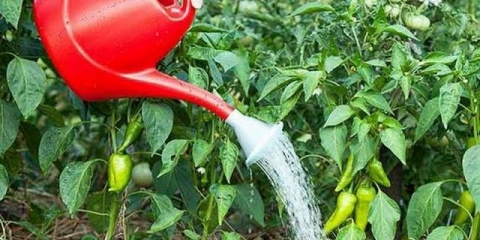 Kako zalijevati paprike na otvorenom?